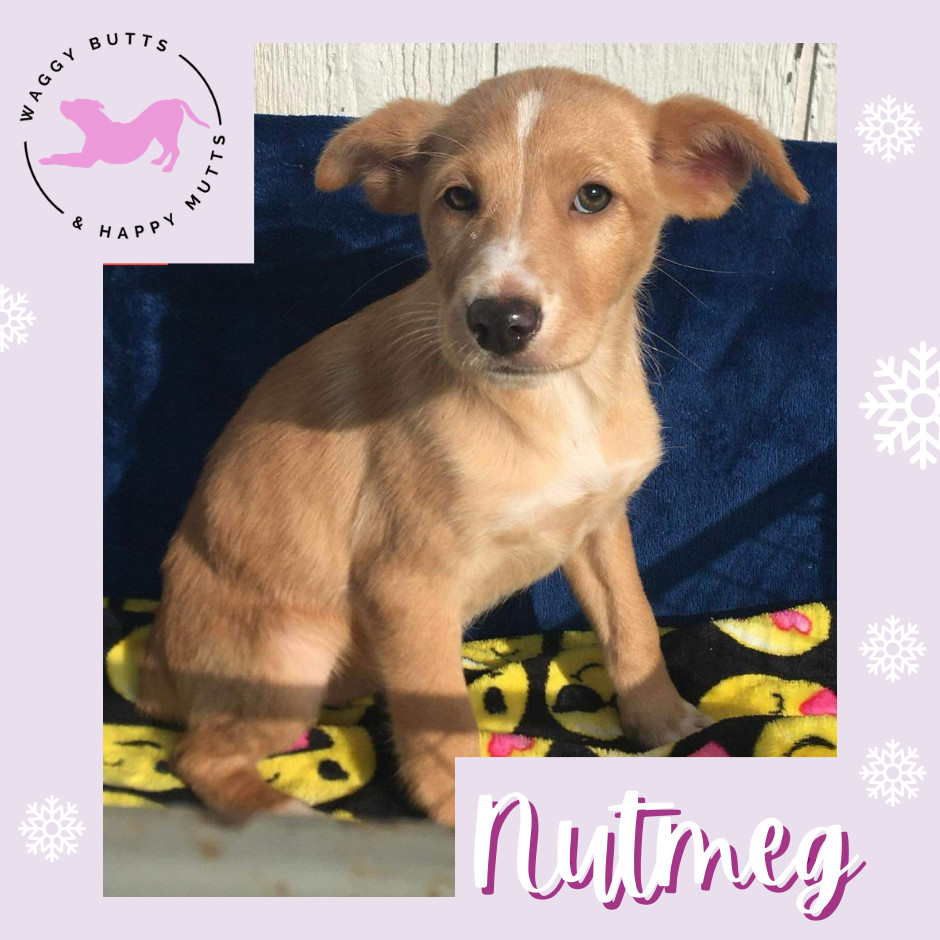 Nutmeg, Adopted, Puppy Female Mixed Breed.