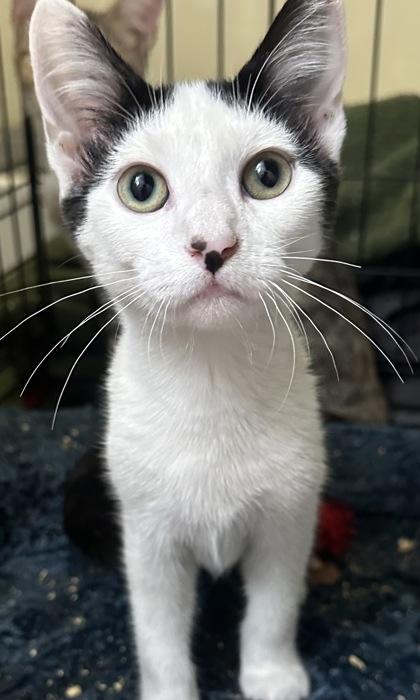 Enlarge Dixie, a Adoptable mixed breed in El Dorado Hills, CA image 1/1