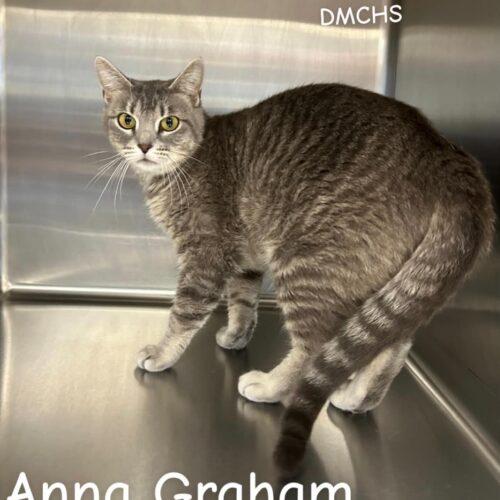Anna Graham, Adoptable, Young Female Domestic Short Hair.