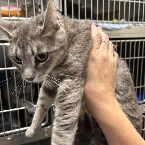 Enlarge Anna Graham, a Adoptable Domestic Short Hair in Burlington, IA image 2/2