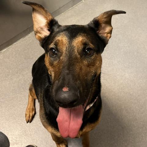 Enlarge Percedes, a Adoptable mixed breed in Baltimore, MD image 1/2