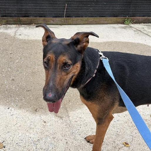 Enlarge Percedes, a Adoptable mixed breed in Baltimore, MD image 2/2