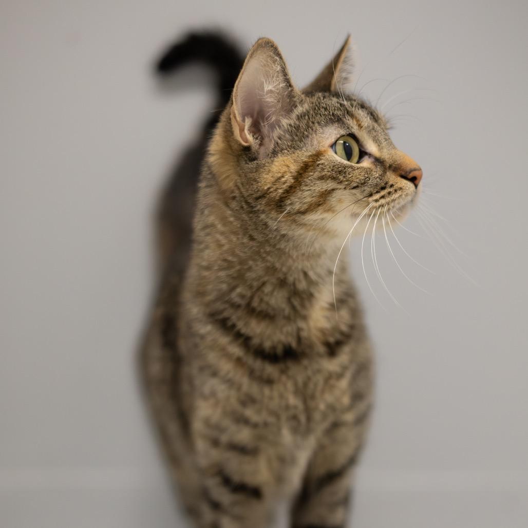 Enlarge Queenie, a Adoptable Domestic Short Hair in Scituate, MA image 1/2