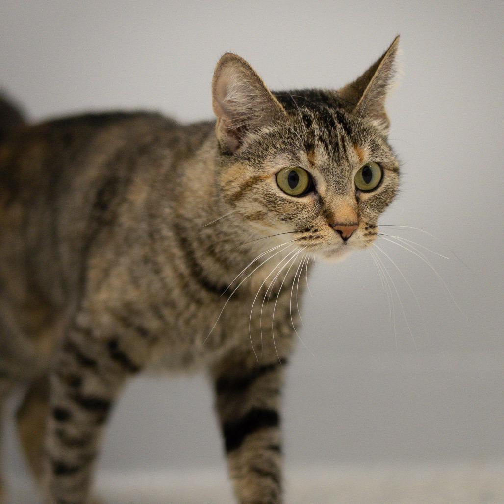 Enlarge Queenie, a Adoptable Domestic Short Hair in Scituate, MA image 2/2