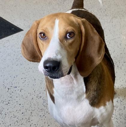 Enlarge Clara, a ADOPTABLE Beagle in Glasgow, KY image 3/3