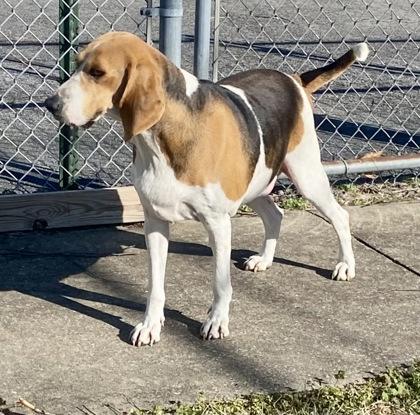Enlarge Clara, a ADOPTABLE Beagle in Glasgow, KY image 2/3