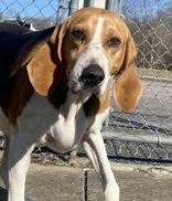 Clara, ADOPTABLE, Adult Female Beagle.