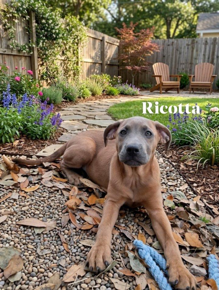 Enlarge Ricotta, an adopted mixed breed in Winter haven, FL image 1/1