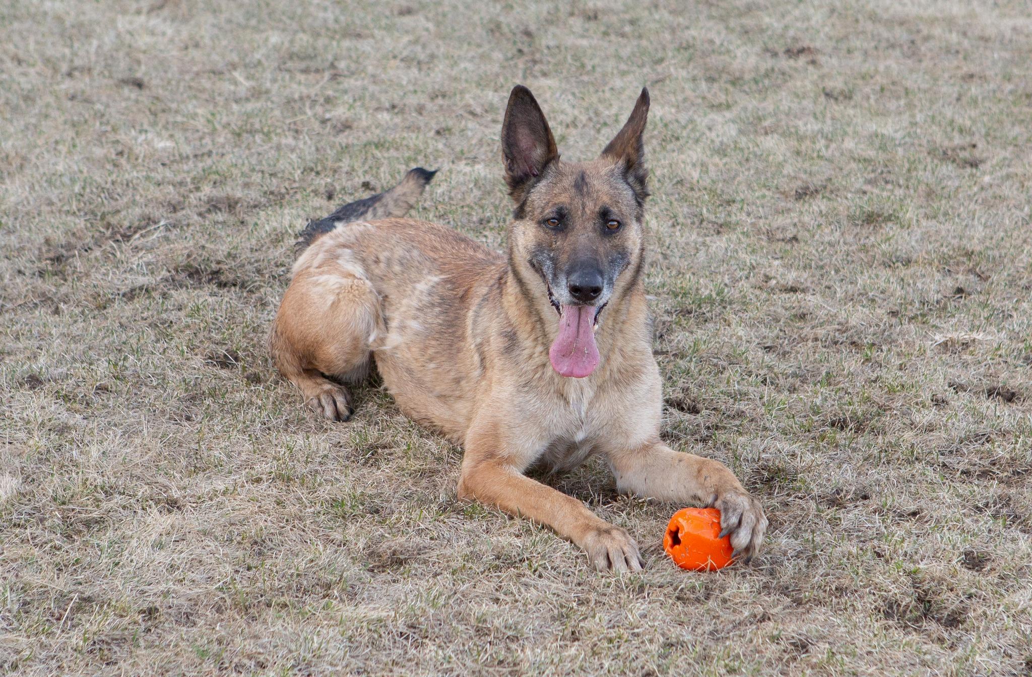 Enlarge Dee, a Adoptable Belgian Shepherd / Malinois in Mount Carroll, IL image 1/1