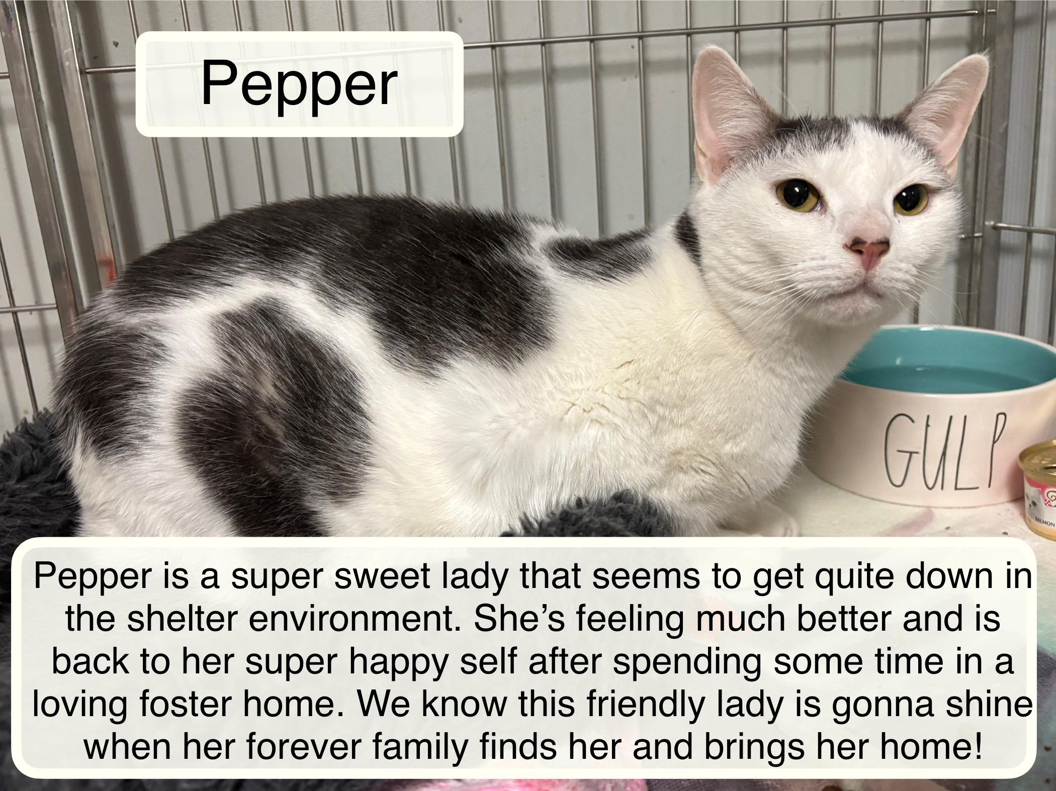 Pepper at the Luna Cat Cafe, ADOPTABLE, Adult Female Domestic Short Hair.