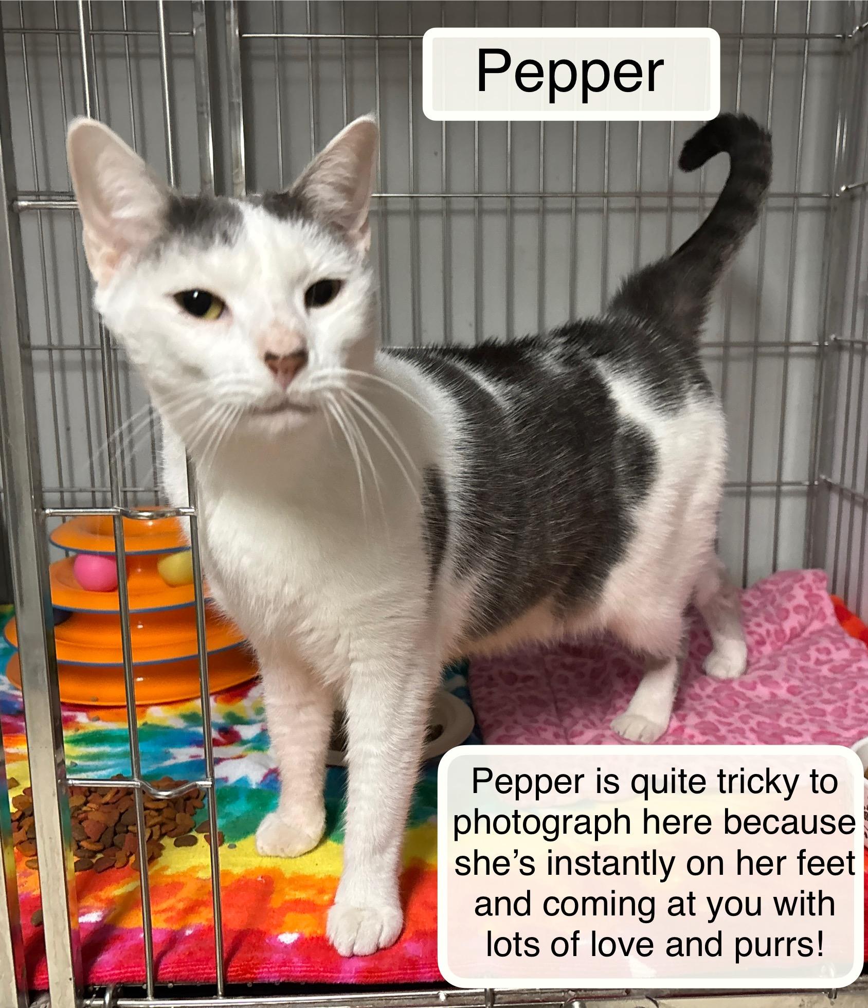 Enlarge Pepper at the Luna Cat Cafe, an adopted Domestic Short Hair in Ellicott City, MD image 2/2