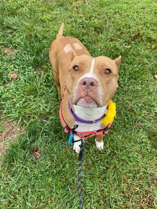 Tasha, Adoptable, Adult Female American Staffordshire Terrier.