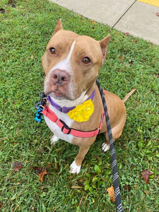 Enlarge Tasha, a Adoptable American Staffordshire Terrier in Maidens, VA image 2/3