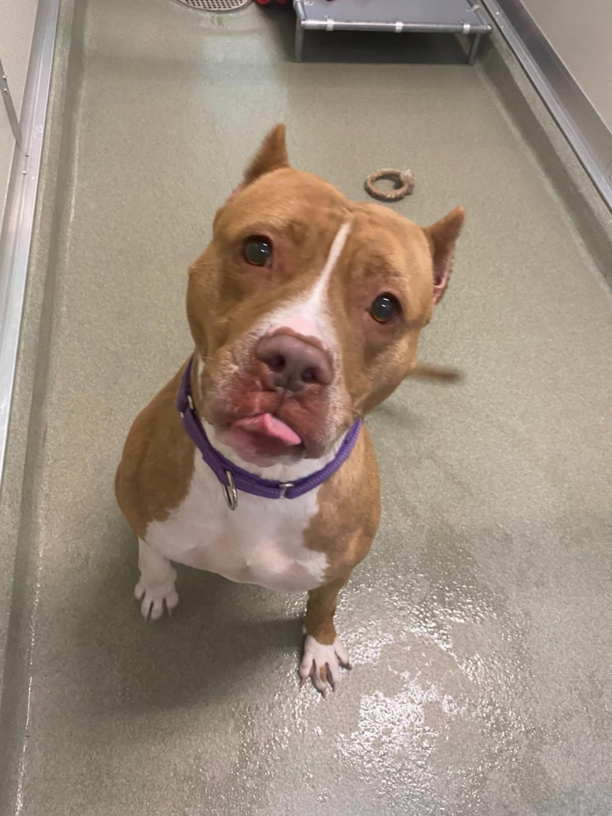 Enlarge Tasha, a Adoptable American Staffordshire Terrier in Maidens, VA image 3/3