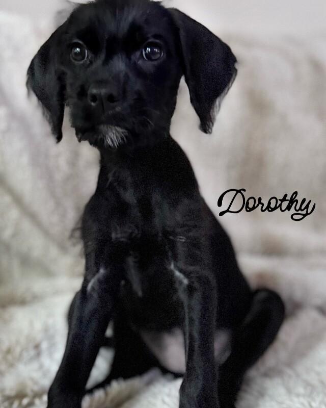 Enlarge Dorothy, an adopted mixed breed in Burbank, CA image 2/4