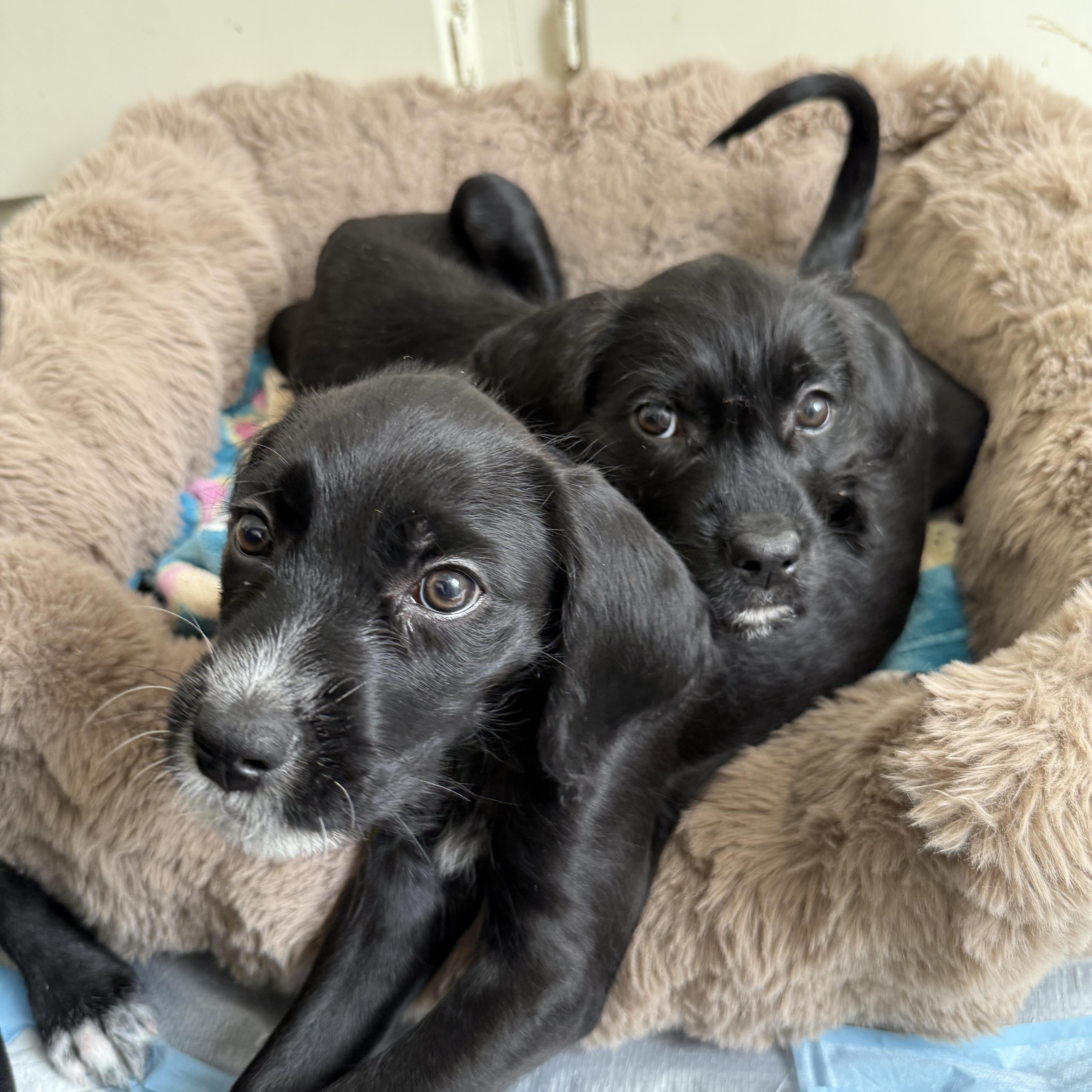 Enlarge Dorothy, an adopted mixed breed in Burbank, CA image 4/4