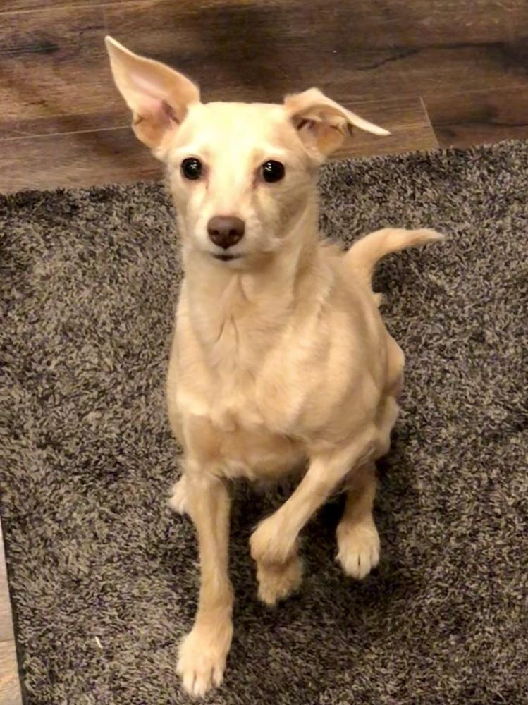 Enlarge Maggie, a Adoptable mixed breed in Boulder, CO image 2/4