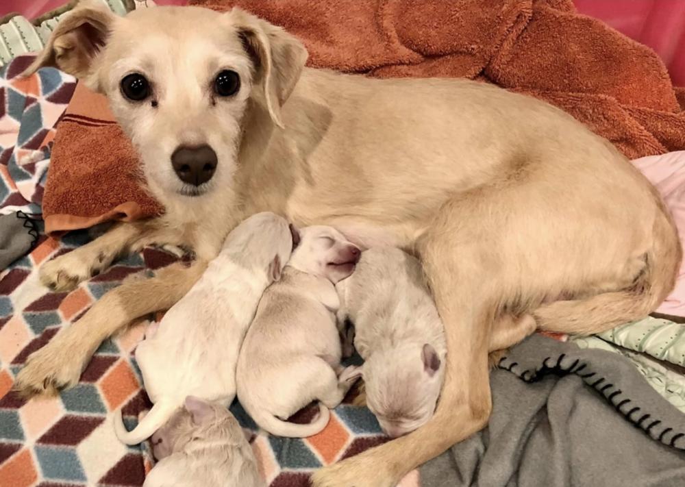 Enlarge Maggie, a Adoptable mixed breed in Boulder, CO image 4/4