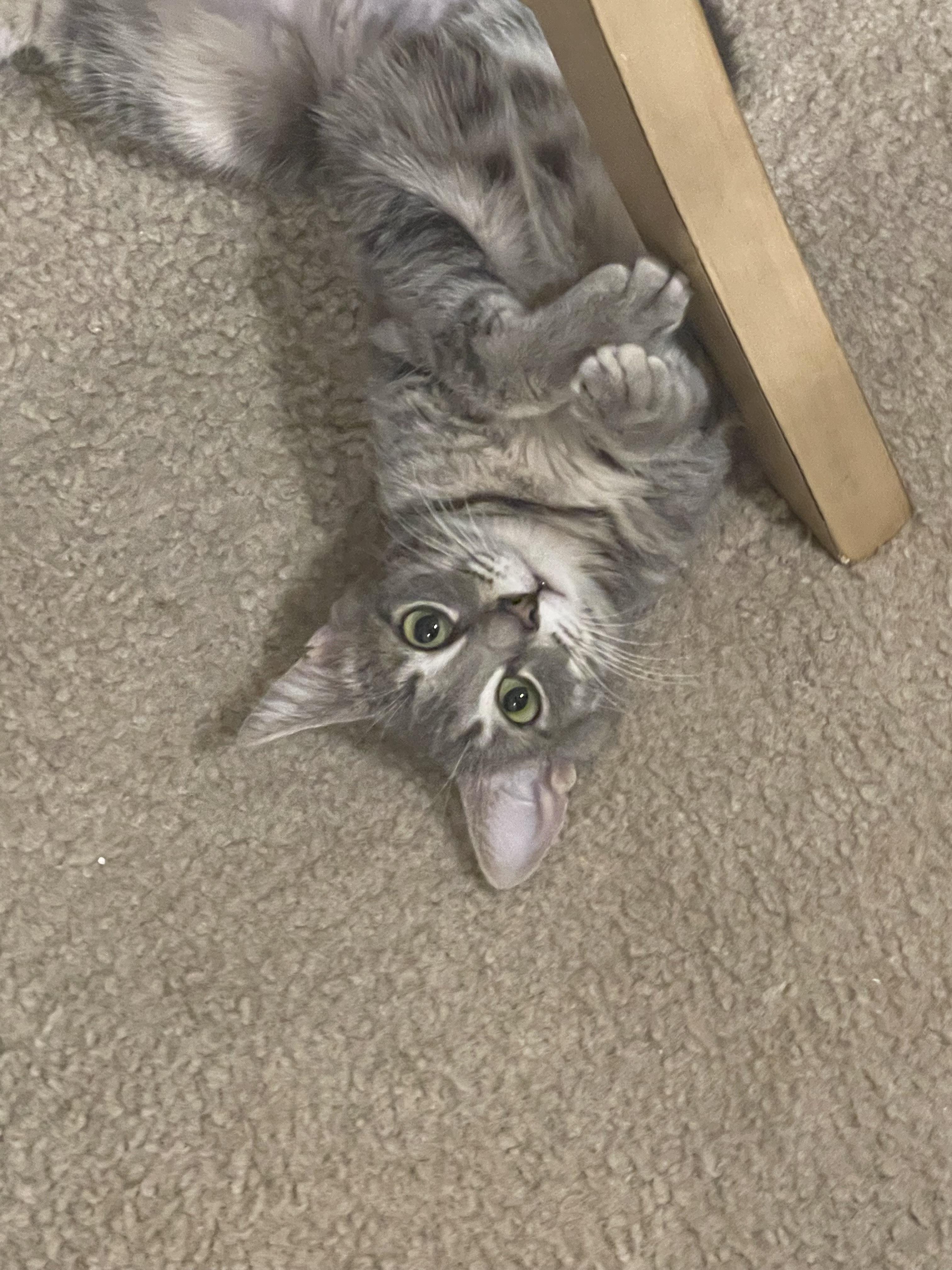 Nyla, Adoptable, Young Female Domestic Short Hair.