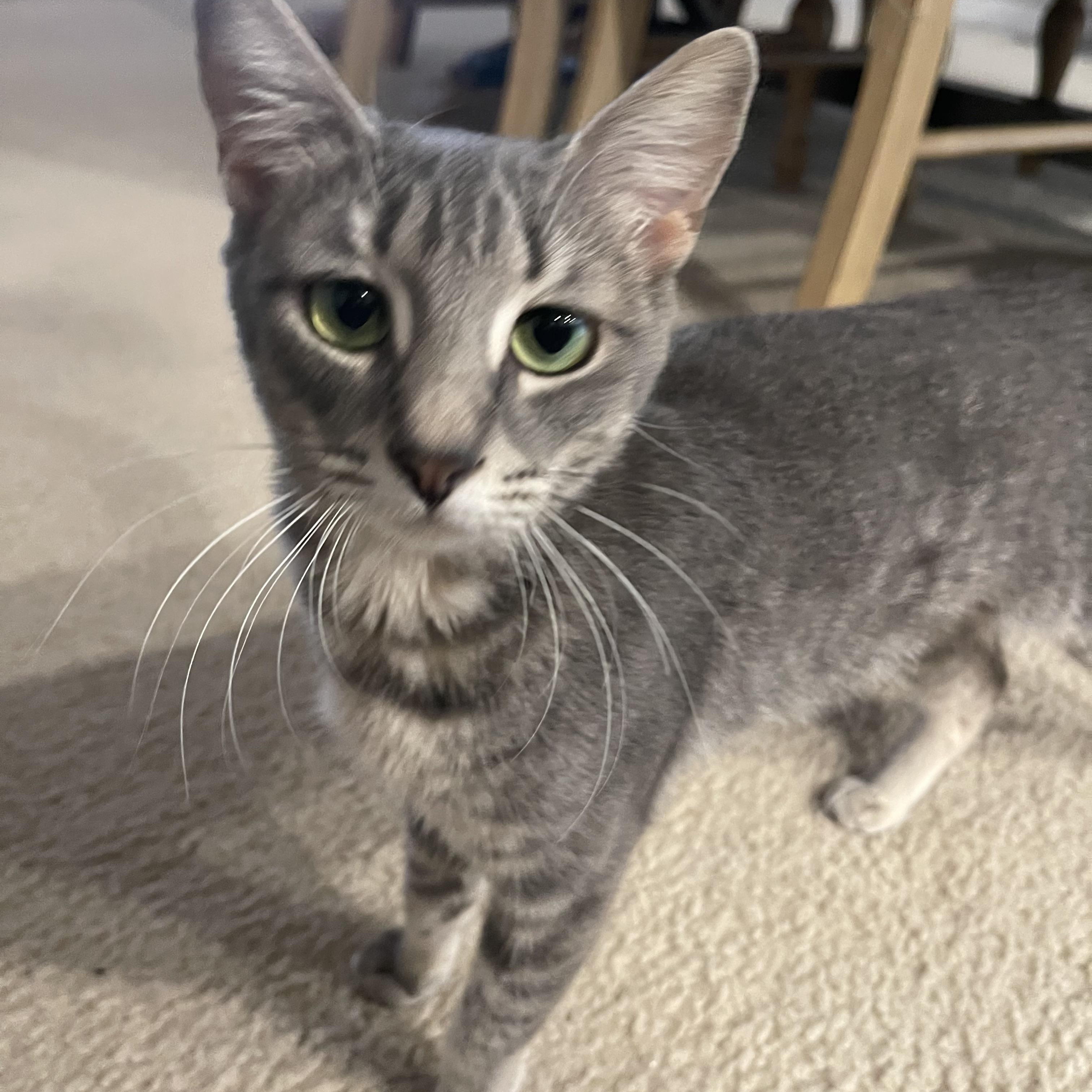 Enlarge Nyla, a Adoptable Domestic Short Hair in Intercession city , FL image 2/2