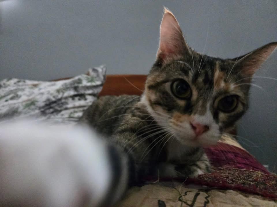 Rosa, Young Female Domestic Short Hair