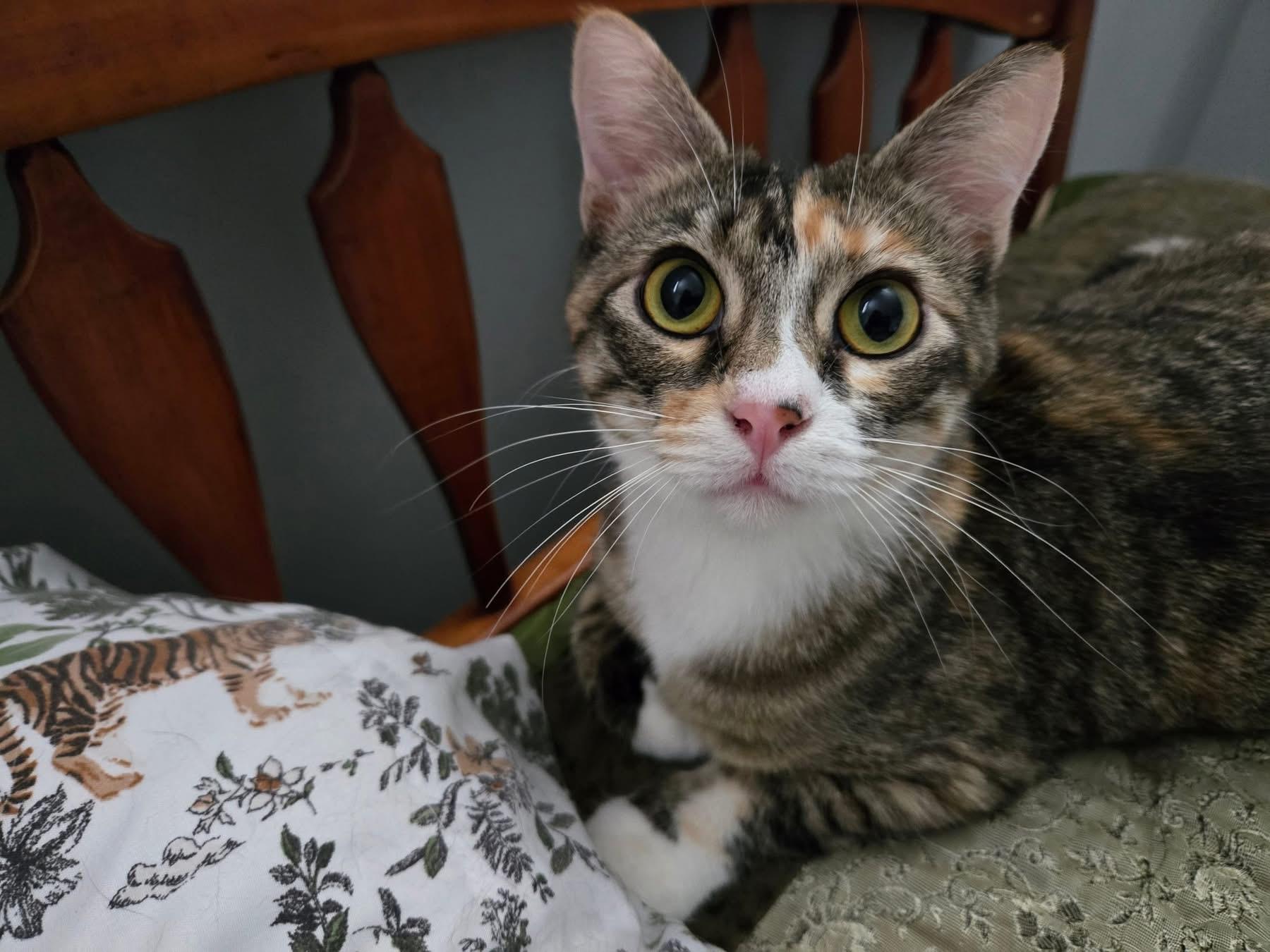 Enlarge Rosa, a Adoptable Domestic Short Hair in Bloomsdale, MO image 2/2