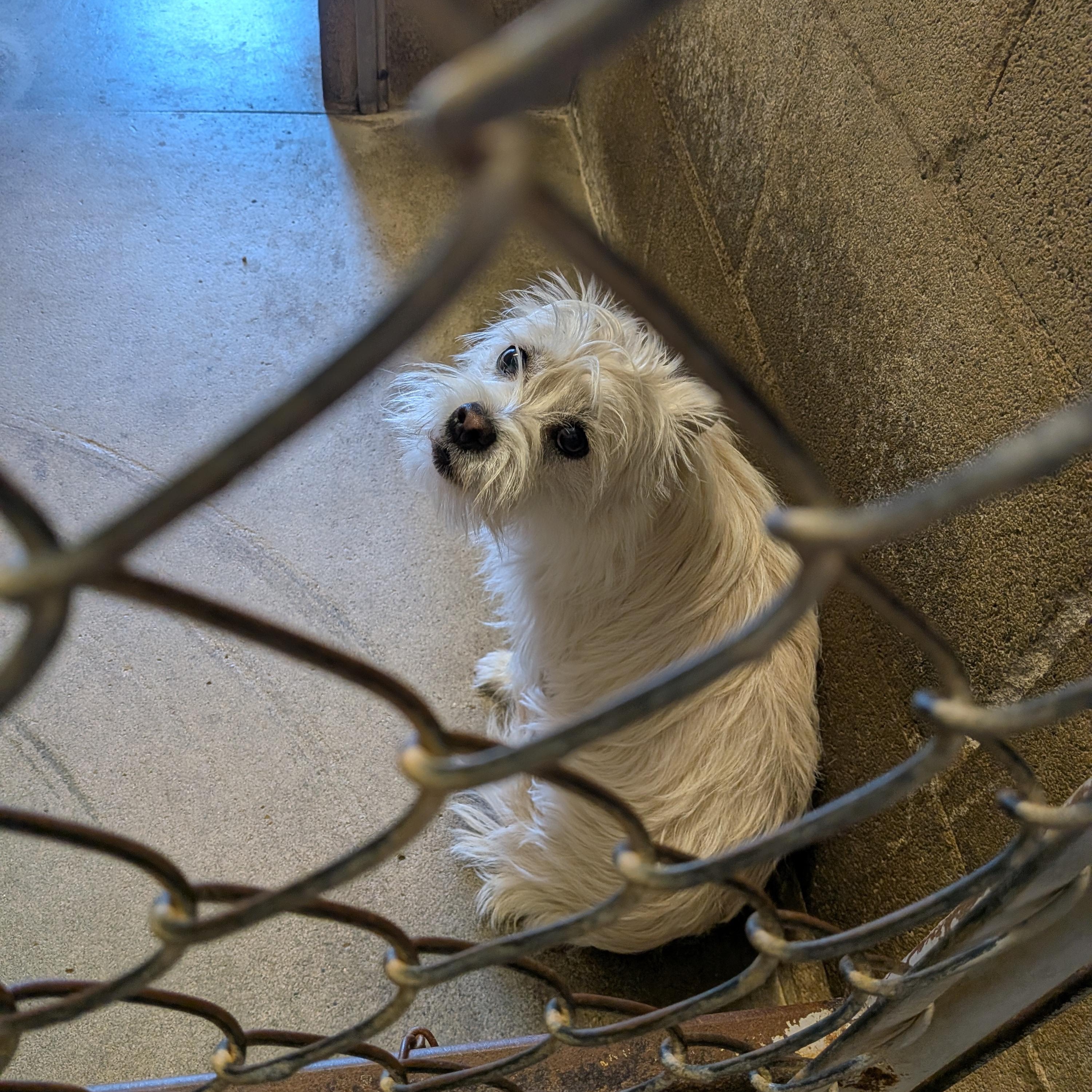 Snowball, ADOPTABLE, Puppy Female Terrier.