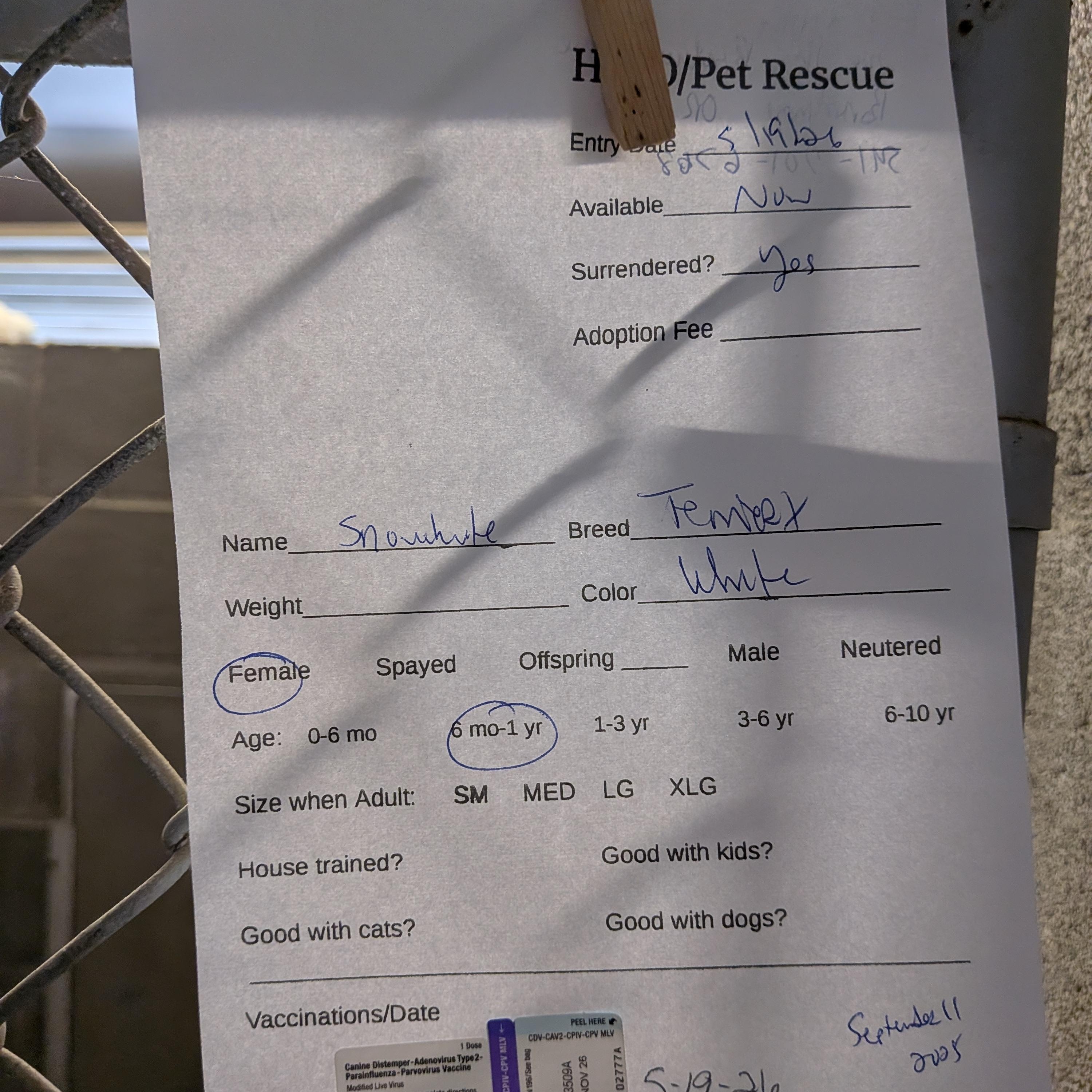 Snowball, a ADOPTABLE mixed breed in Hermiston, OR image 2/2
