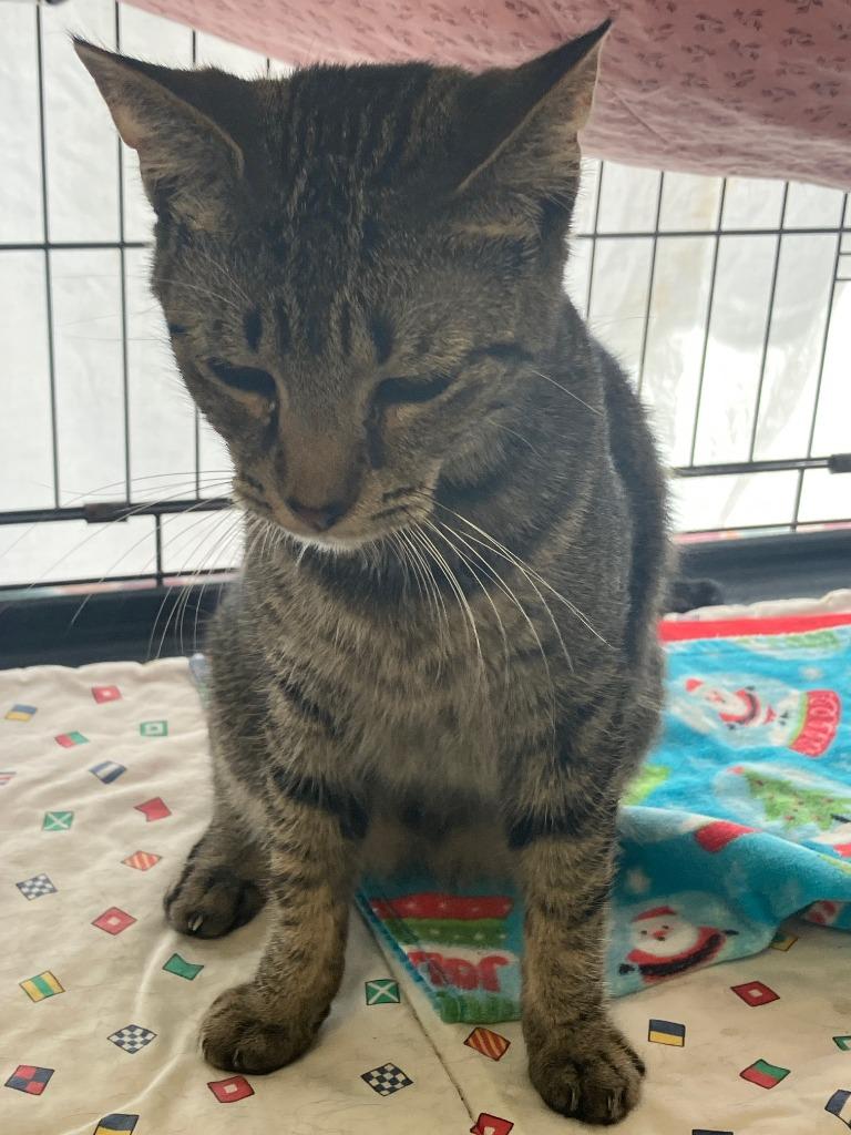 Enlarge Buffy, a Adoptable mixed breed in Lunenburg, MA image 2/2