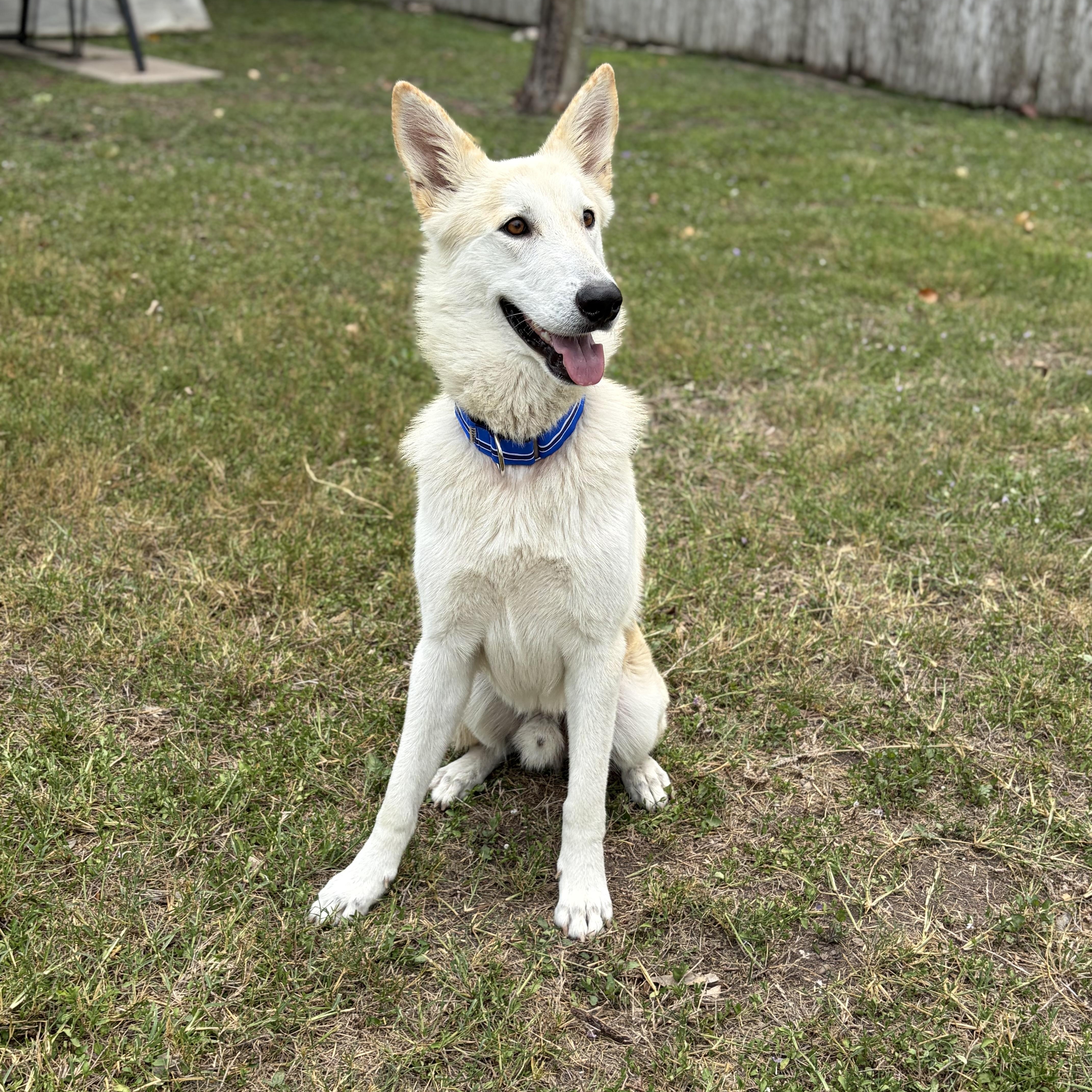 Drako, a Adoptable Shepherd in Pittsburgh, PA image 6/6