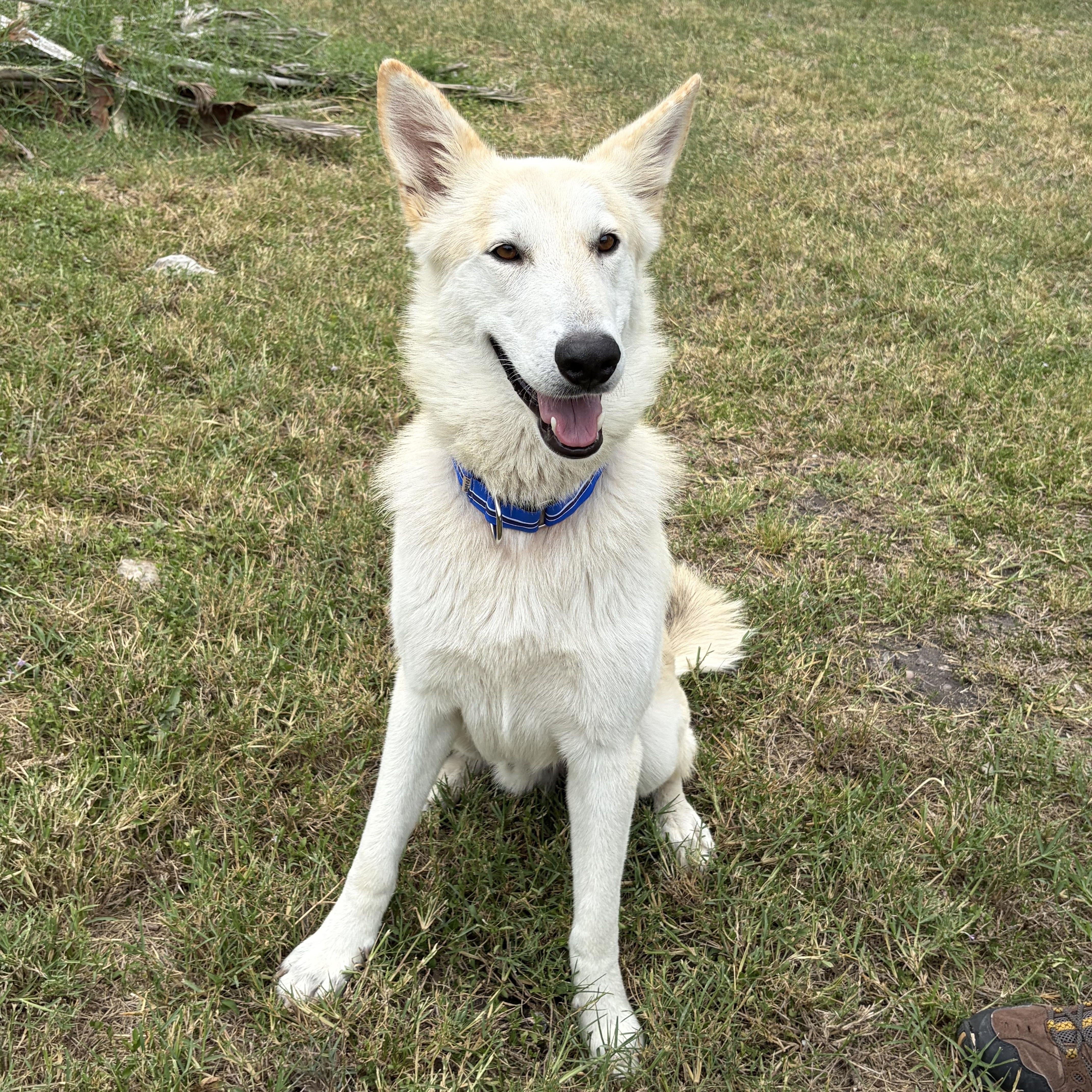 Drako, a Adoptable Shepherd in Pittsburgh, PA image 2/6