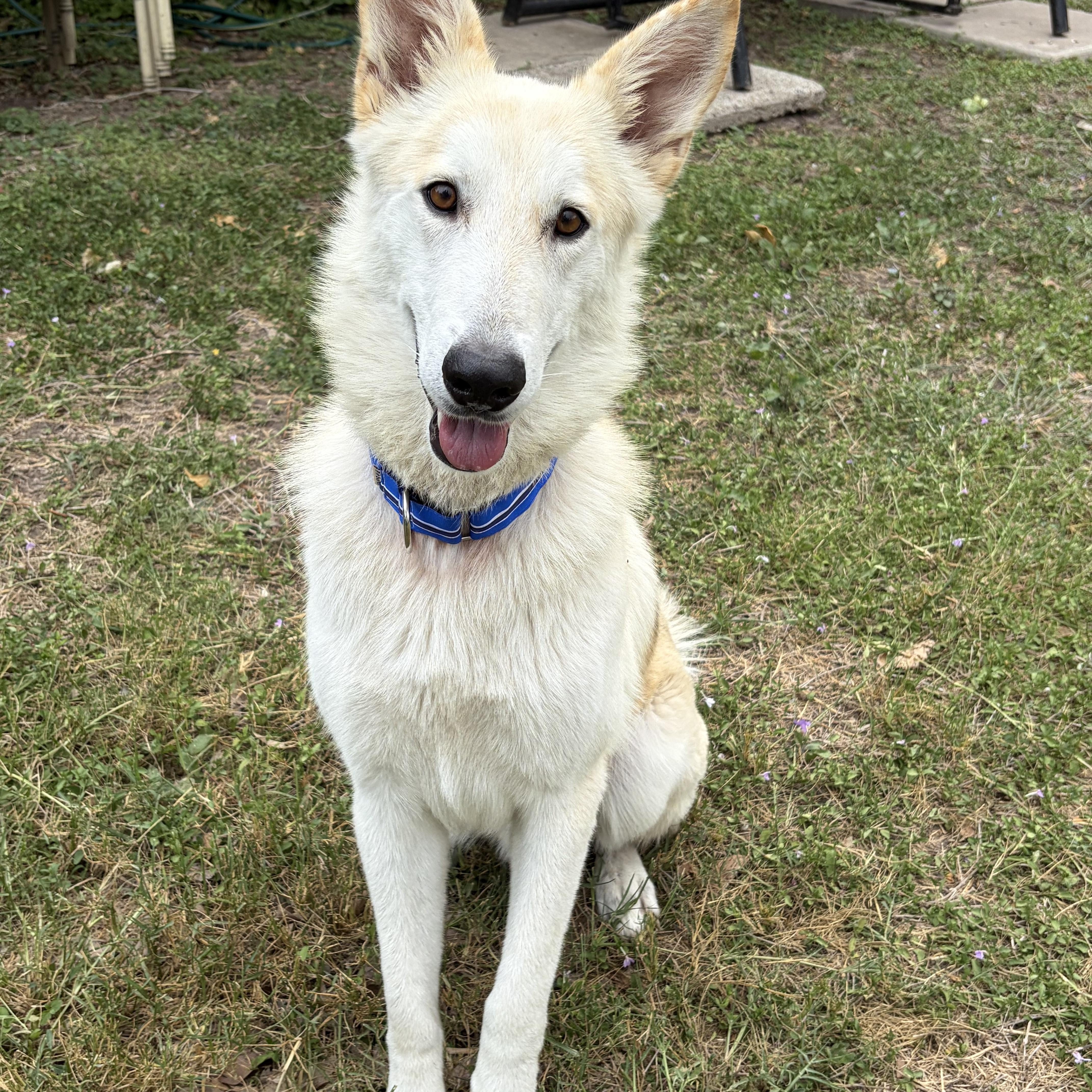 Drako, a Adoptable Shepherd in Pittsburgh, PA image 1/6