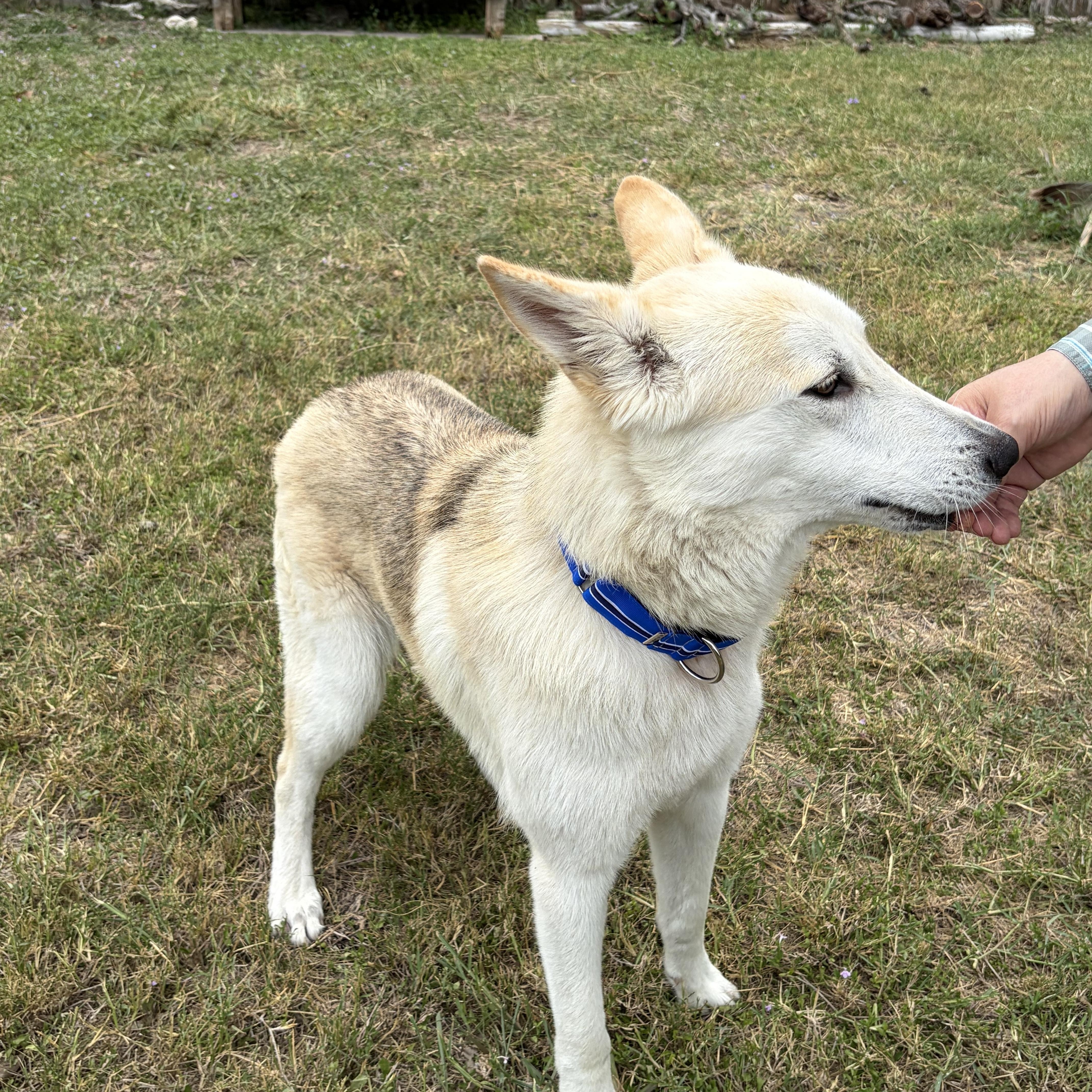 Drako, a Adoptable Shepherd in Pittsburgh, PA image 5/6