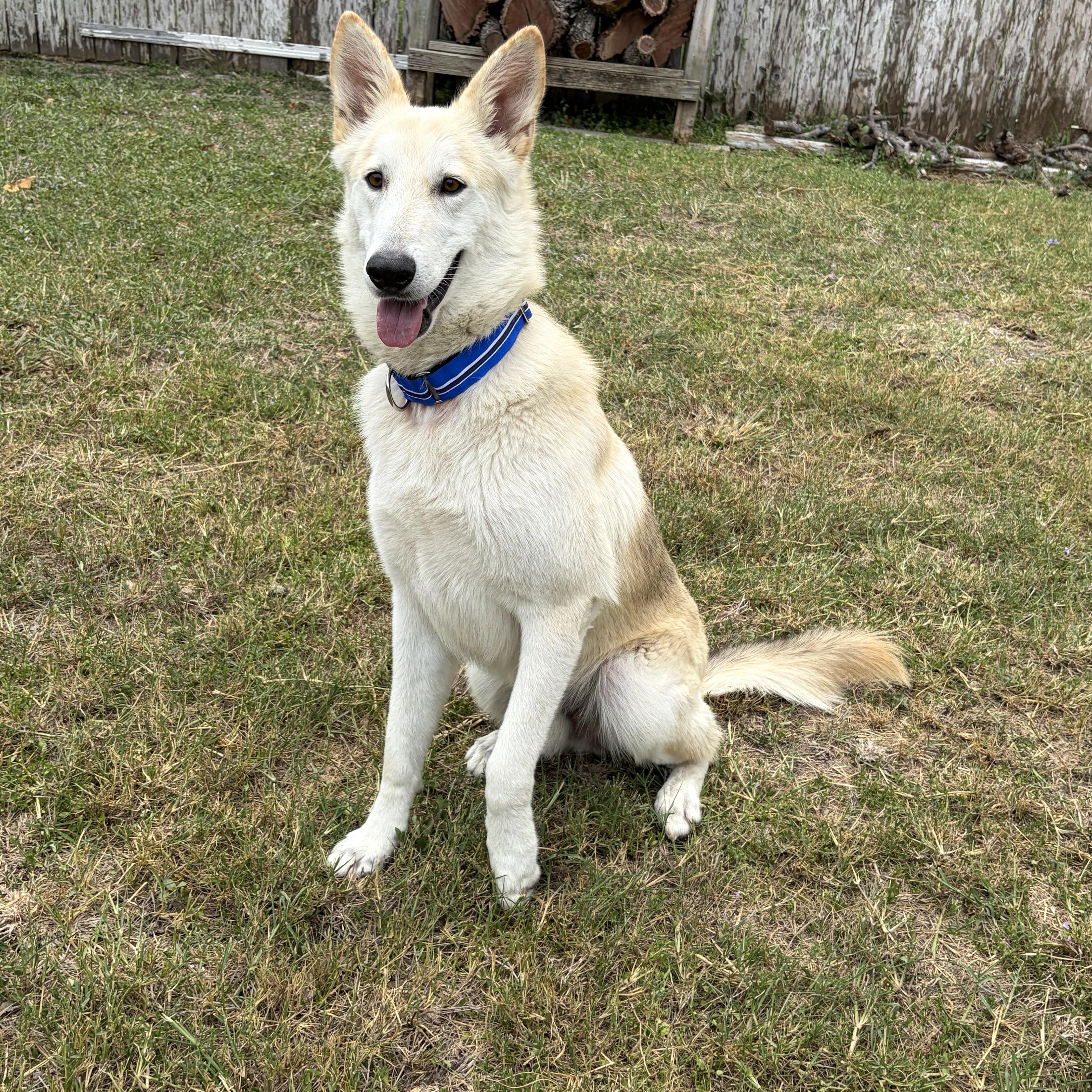 Drako, a Adoptable Shepherd in Pittsburgh, PA image 3/6