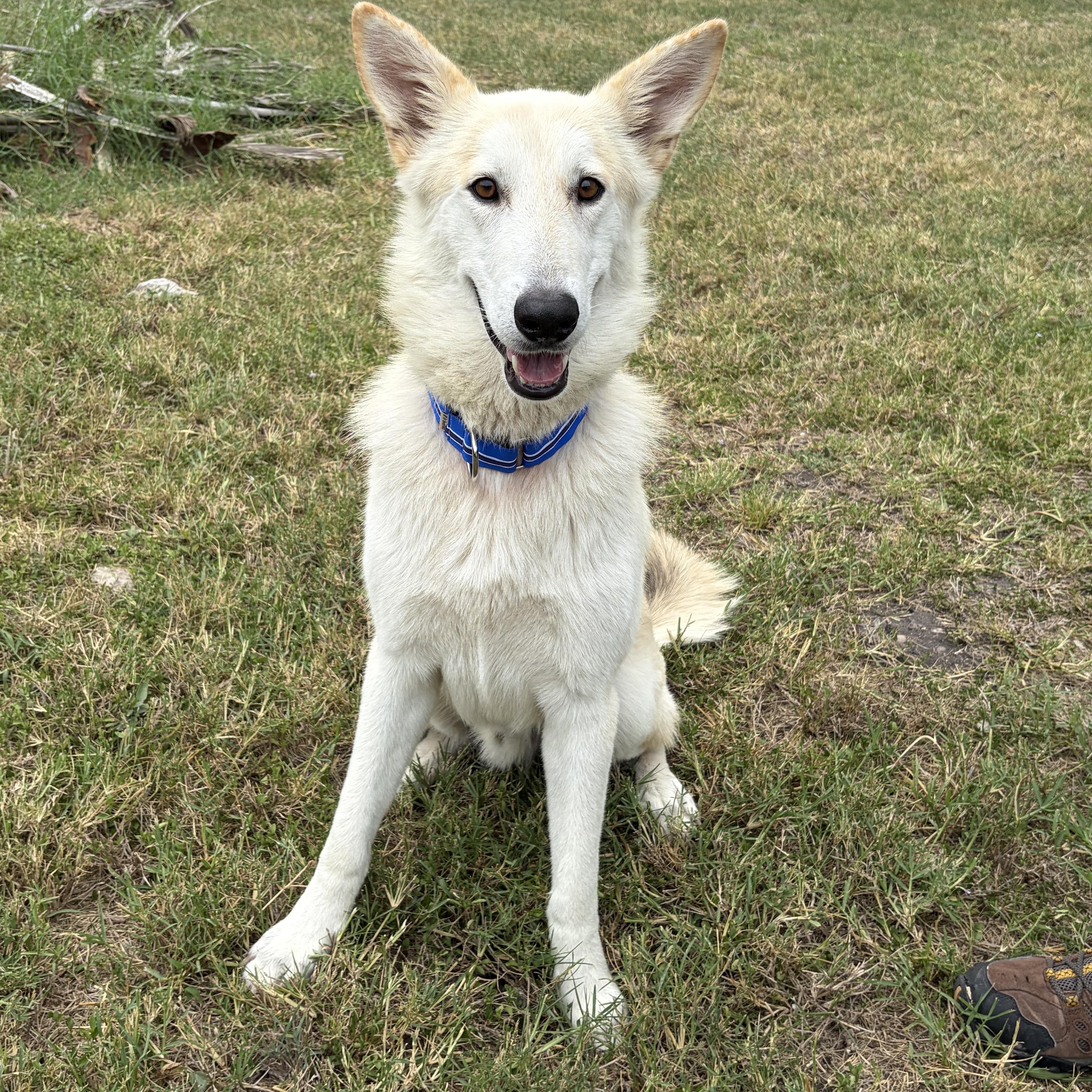 Drako, a Adoptable Shepherd in Pittsburgh, PA image 4/6