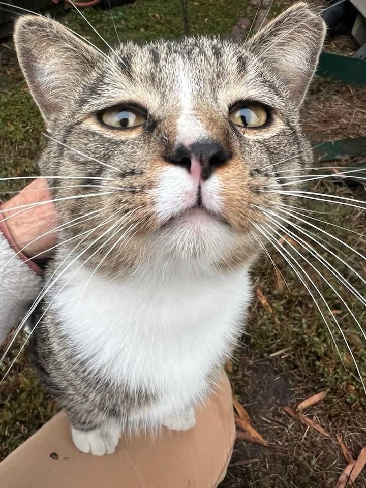Curtis Sass, a Adoptable Domestic Medium Hair in Kinston, NC image 1/2