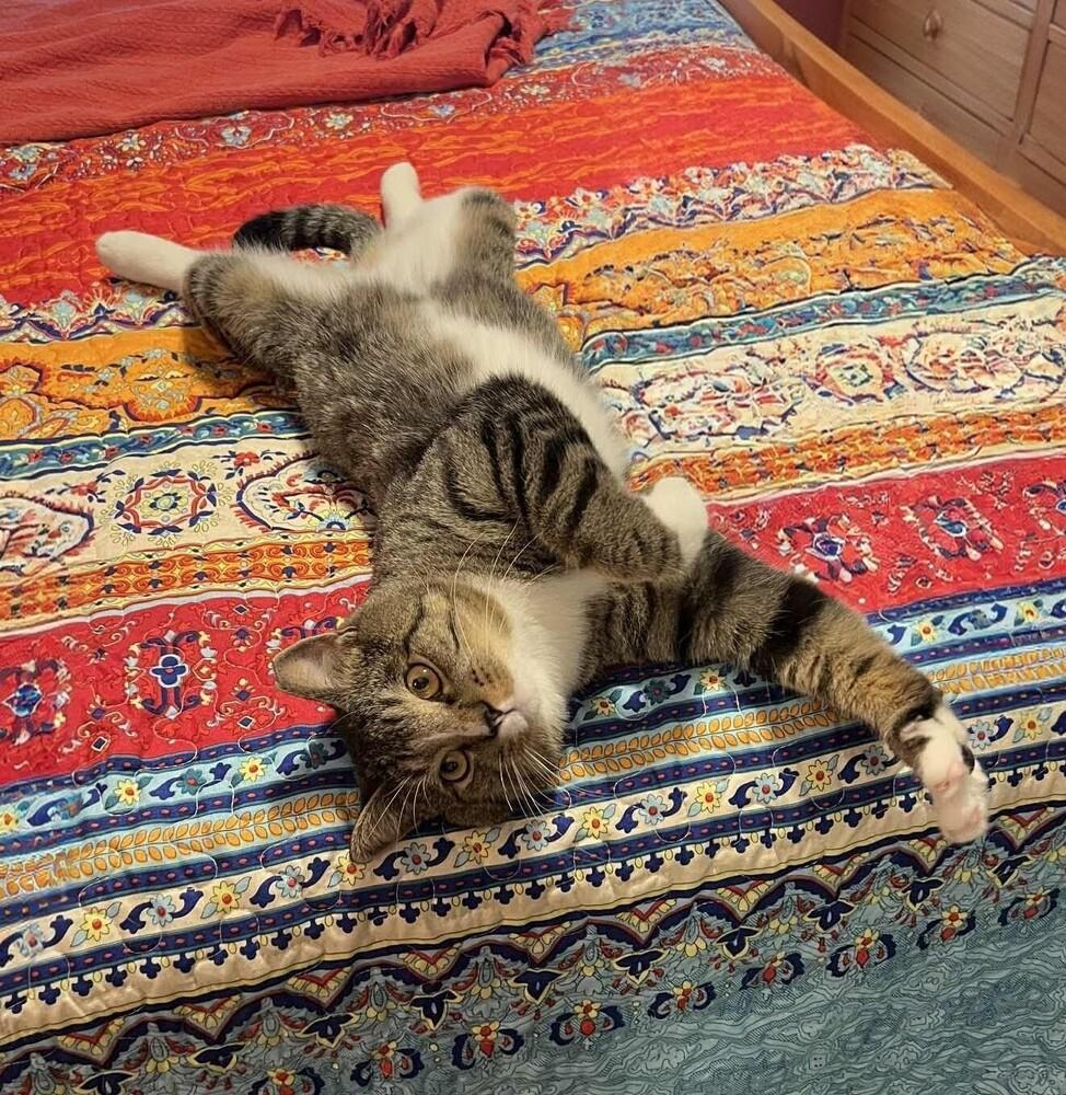 Curtis Sass, a Adoptable Domestic Medium Hair in Kinston, NC image 2/2