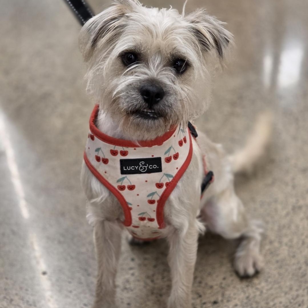 Rosalie, a Adoptable mixed breed in White Bear Lake, MN image 2/5