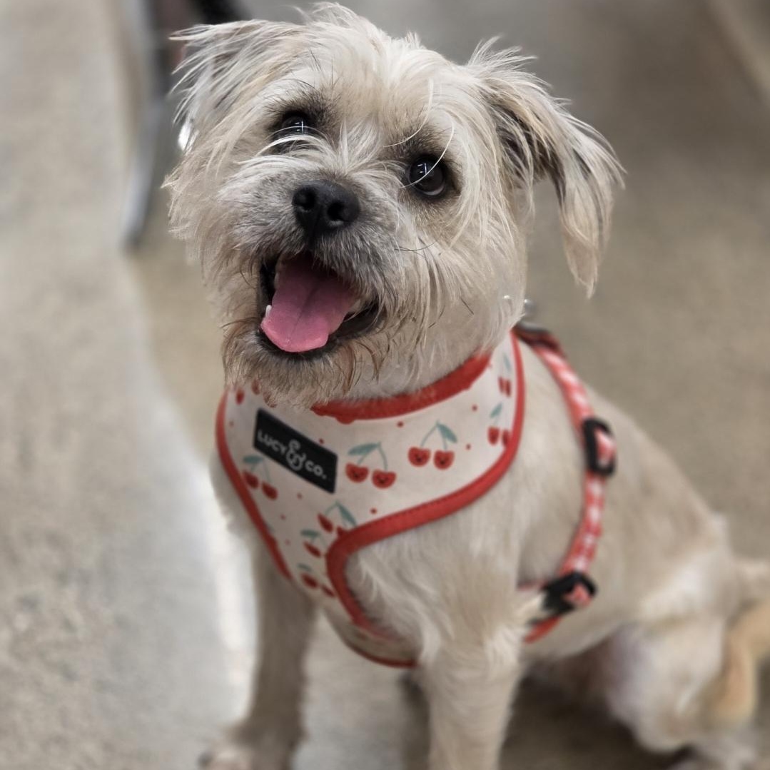 Rosalie, a Adoptable mixed breed in White Bear Lake, MN image 1/5