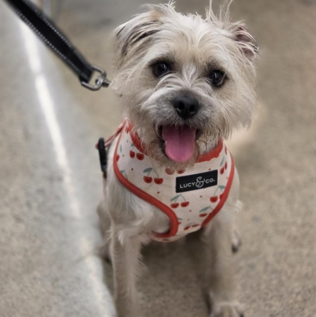Rosalie, a Adoptable mixed breed in White Bear Lake, MN image 3/5