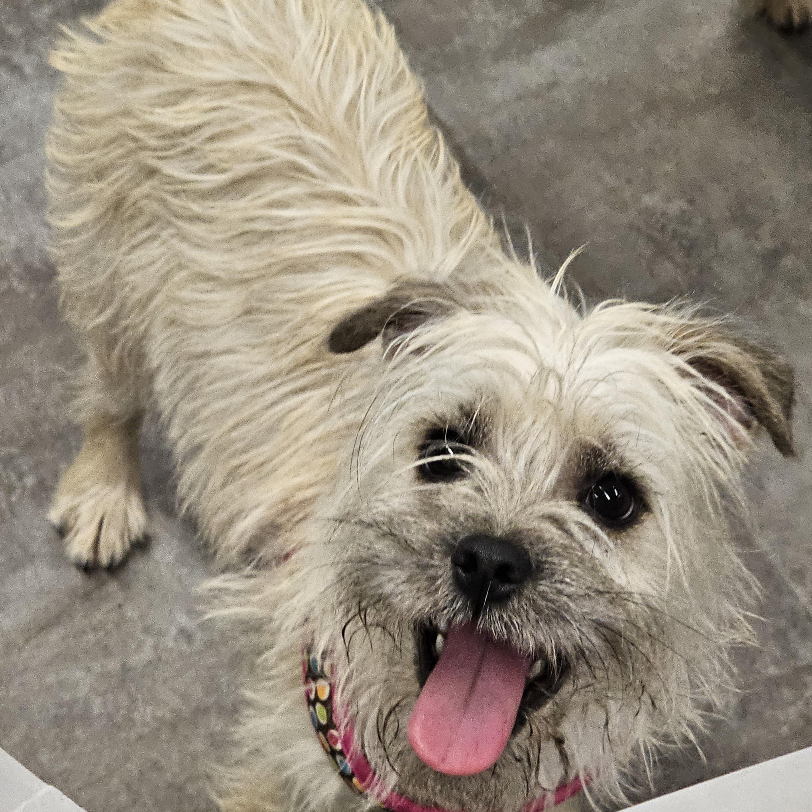 Rosalie, a Adoptable mixed breed in White Bear Lake, MN image 4/5