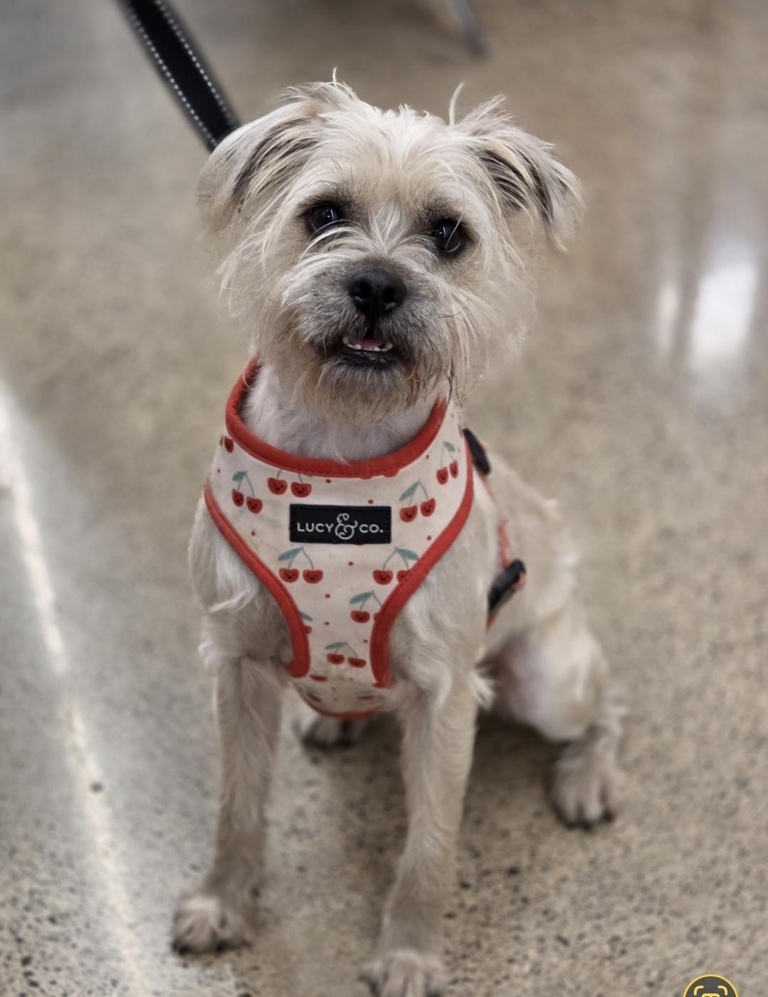 Rosalie, a Adoptable mixed breed in White Bear Lake, MN image 5/5