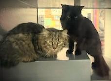 Enlarge Murphy @ Petsmart Mankato, an adopted Domestic Long Hair in Mankato, MN image 4/4