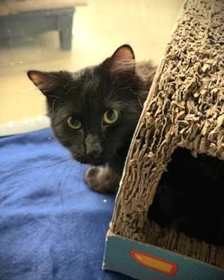 Enlarge Murphy @ Petsmart Mankato, an adopted Domestic Long Hair in Mankato, MN image 3/4