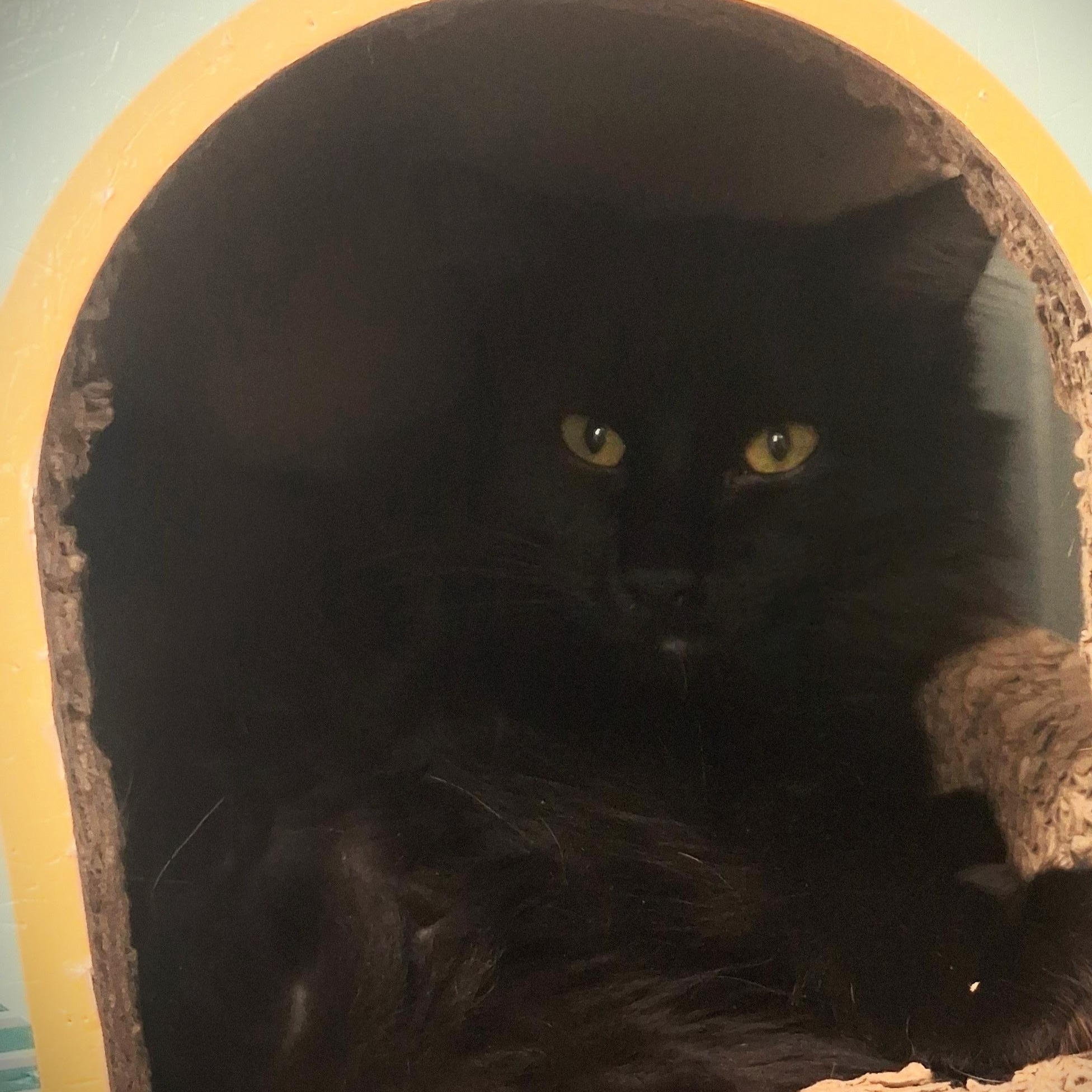 Murphy @ Petsmart Mankato, adopted, Young Male Domestic Long Hair.