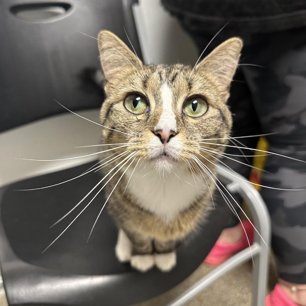 Bitty, a Adoptable American Shorthair in Blue Ridge, GA image 1/4