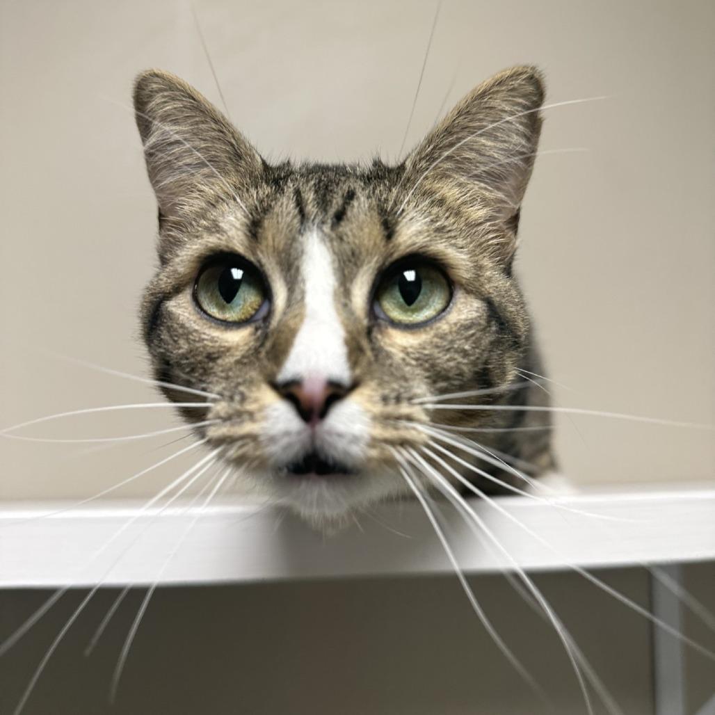 Bitty, a Adoptable American Shorthair in Blue Ridge, GA image 2/4