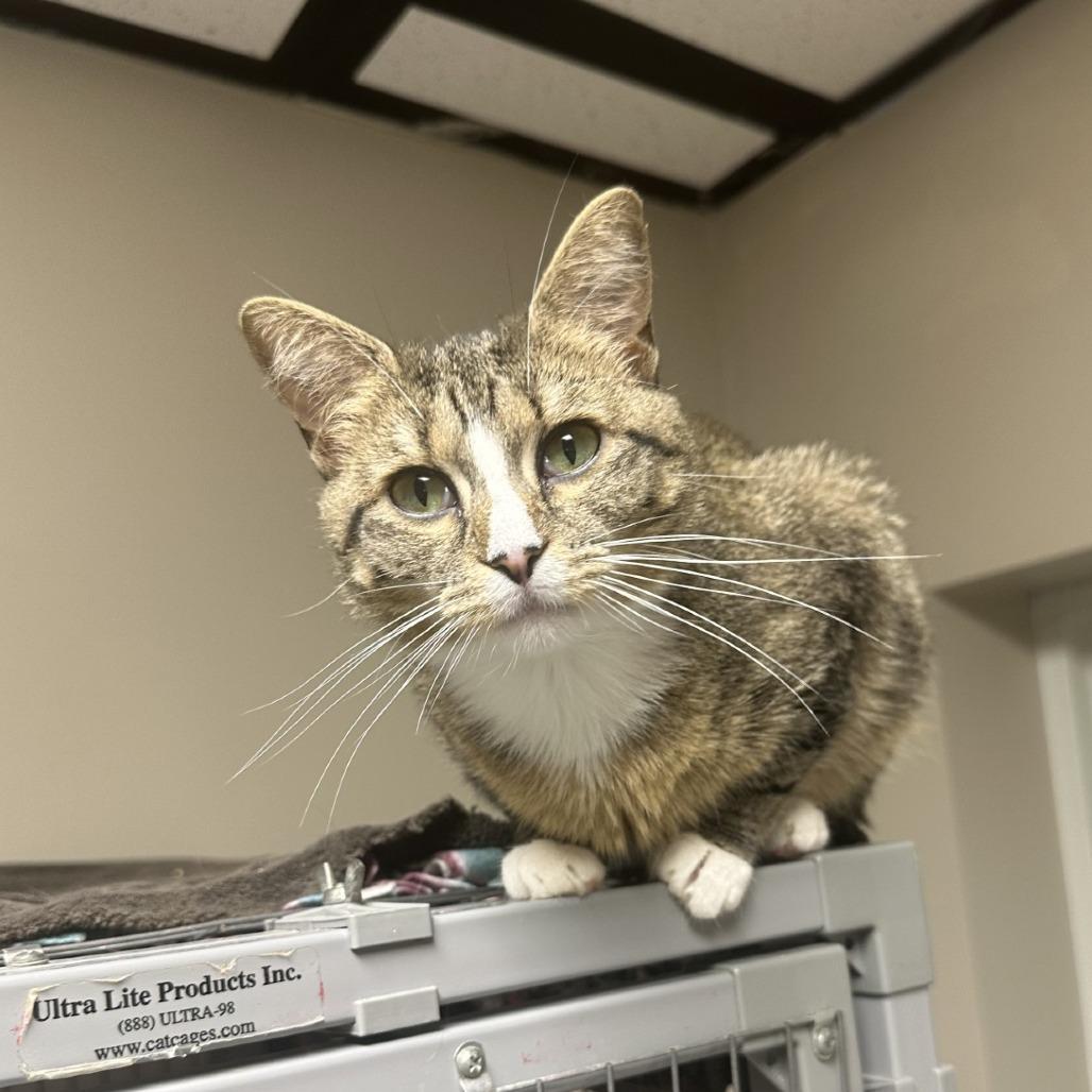 Bitty, a Adoptable American Shorthair in Blue Ridge, GA image 3/4