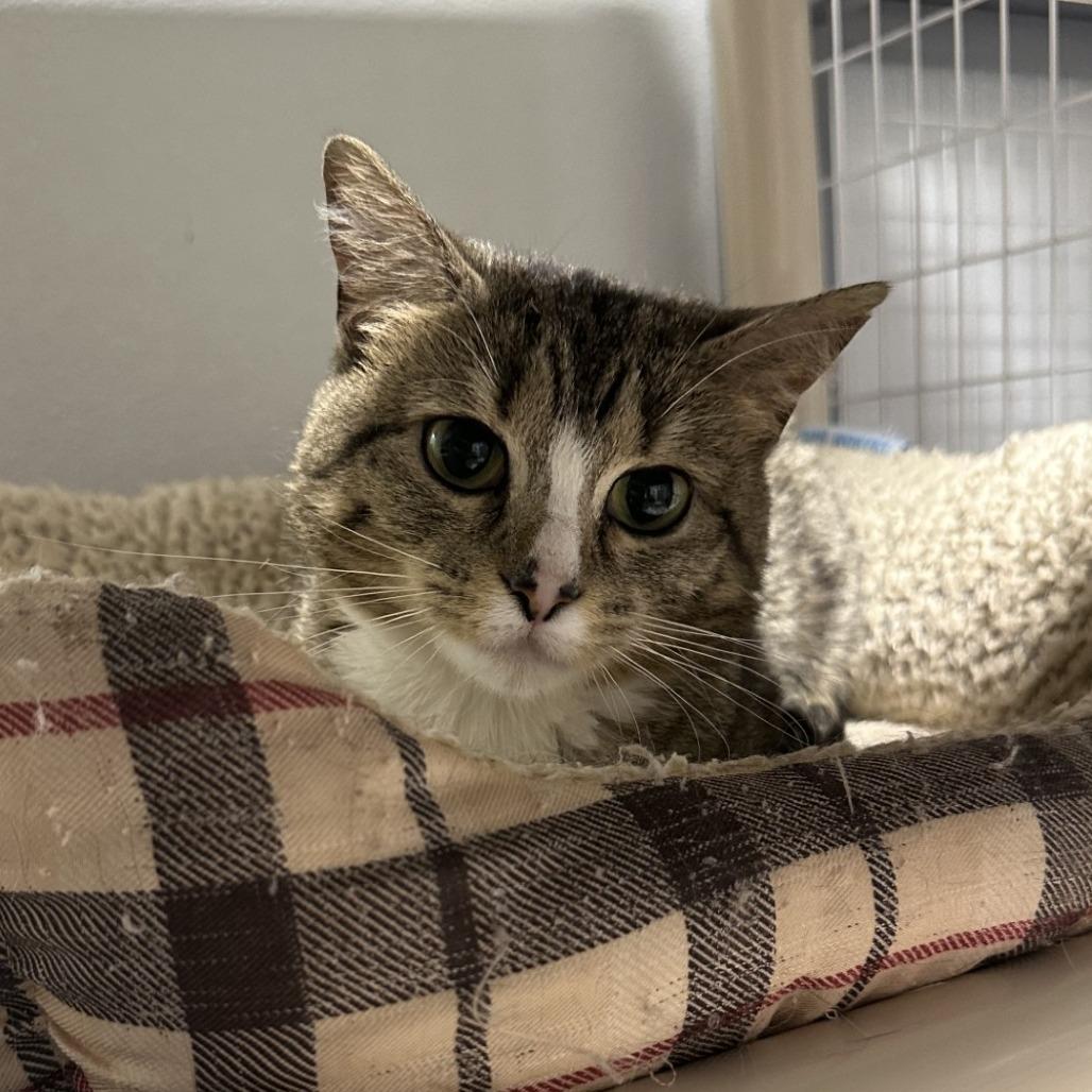 Bitty, a Adoptable American Shorthair in Blue Ridge, GA image 4/4