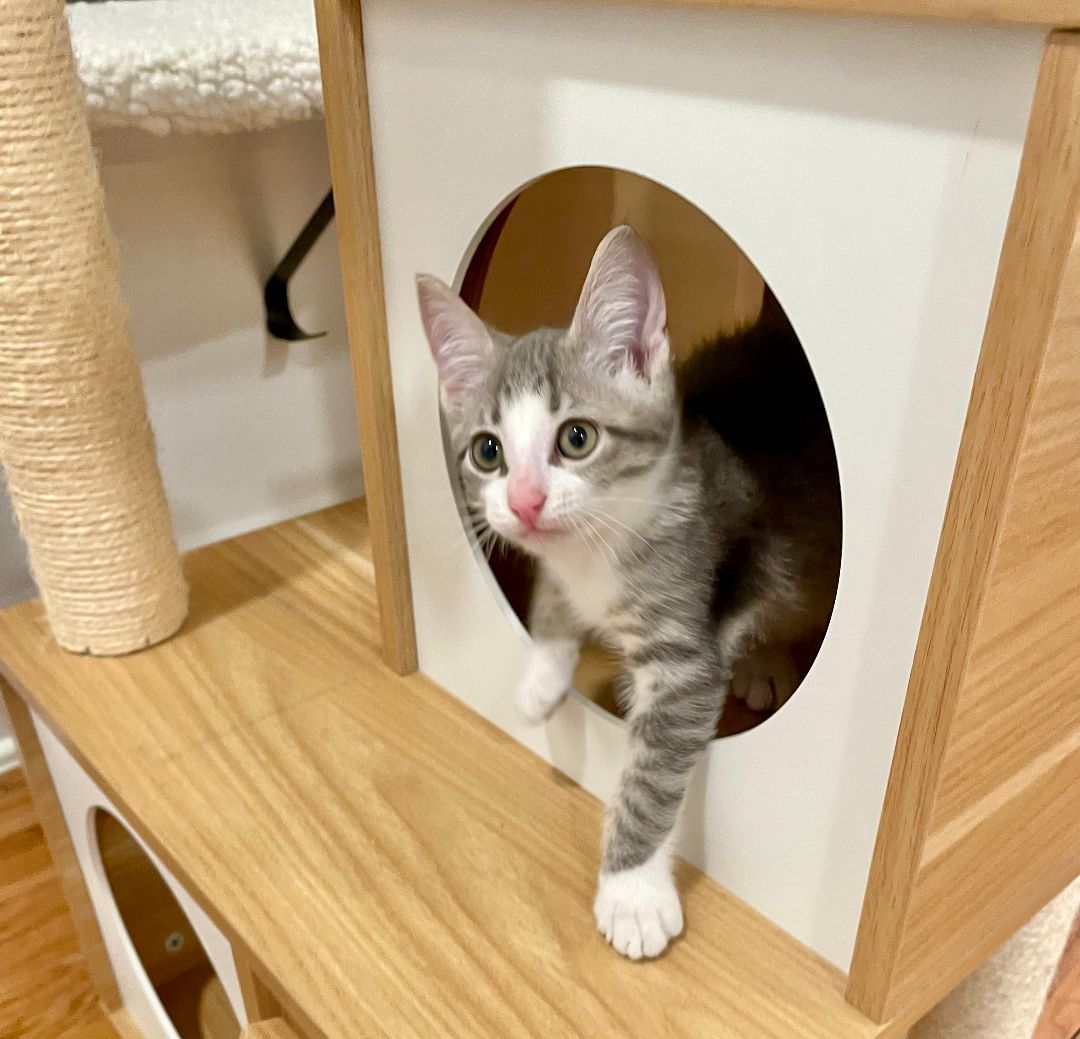 Enlarge Dean (Pre-Adopt), a Adopted Tabby in San Antonio, TX image 1/6